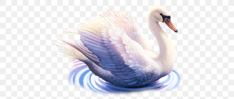 Cygnini Bird Clip Art, PNG, 500x348px, Cygnini, Animal, Beak, Bird, Ducks Geese And Swans Download Free
