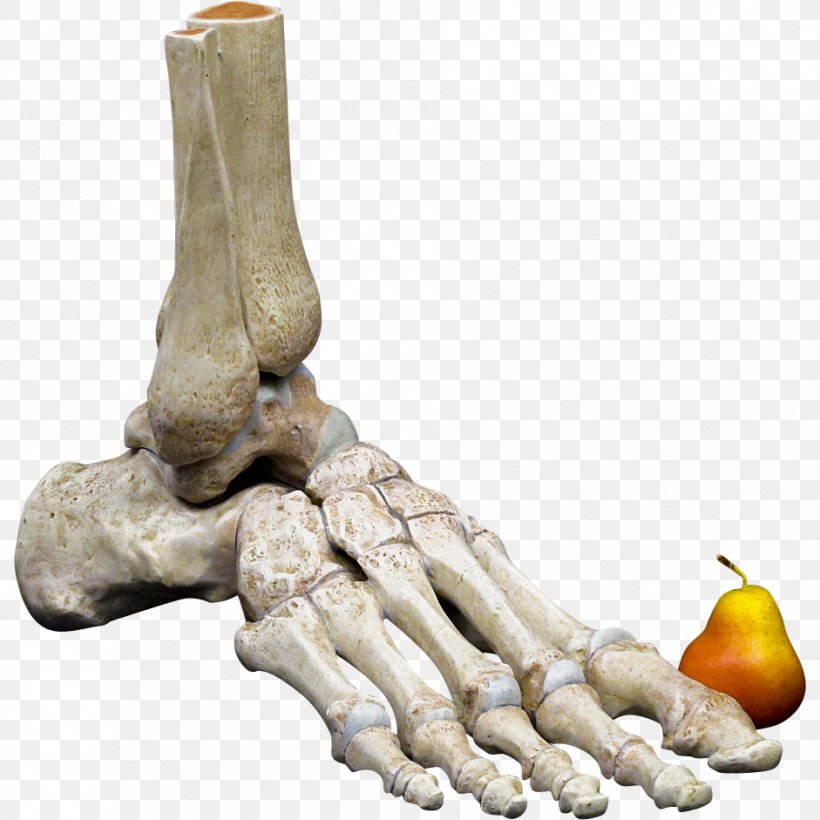 Human Skeleton Bone Foot Anatomy Human Body, PNG, 941x941px, Human Skeleton, Anatomical Terminology, Anatomy, Ankle, Bone Download Free