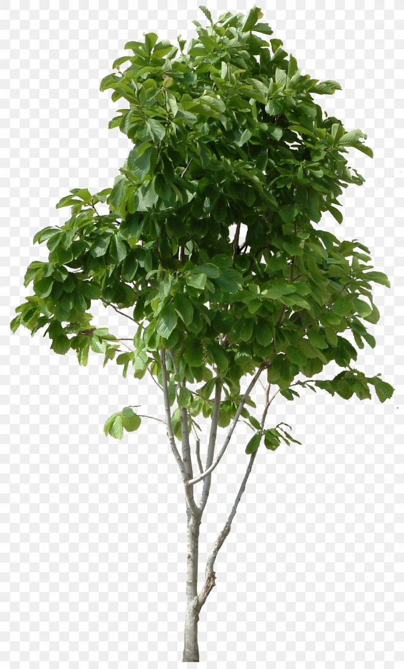 Tree Hamamelis Virginiana Trunk Shrub Plant Stem, PNG, 1600x1139px, Tree, Branch, Display Resolution, Flowerpot, Houseplant Download Free