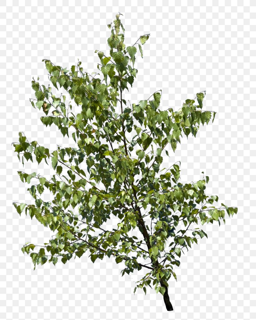 Twig Branch Leaf Tree Bark, PNG, 766x1024px, Twig, Bark, Branch, English Oak, Leaf Download Free