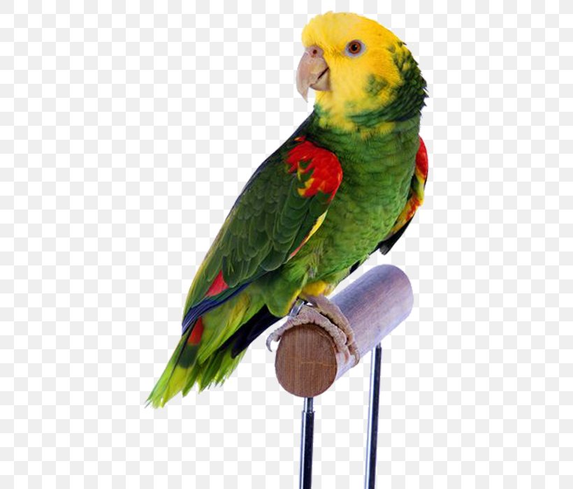 Bird Parrot Cockatiel Dog Budgerigar, PNG, 700x700px, Bird, Beak, Bird Supply, Budgerigar, Cage Download Free