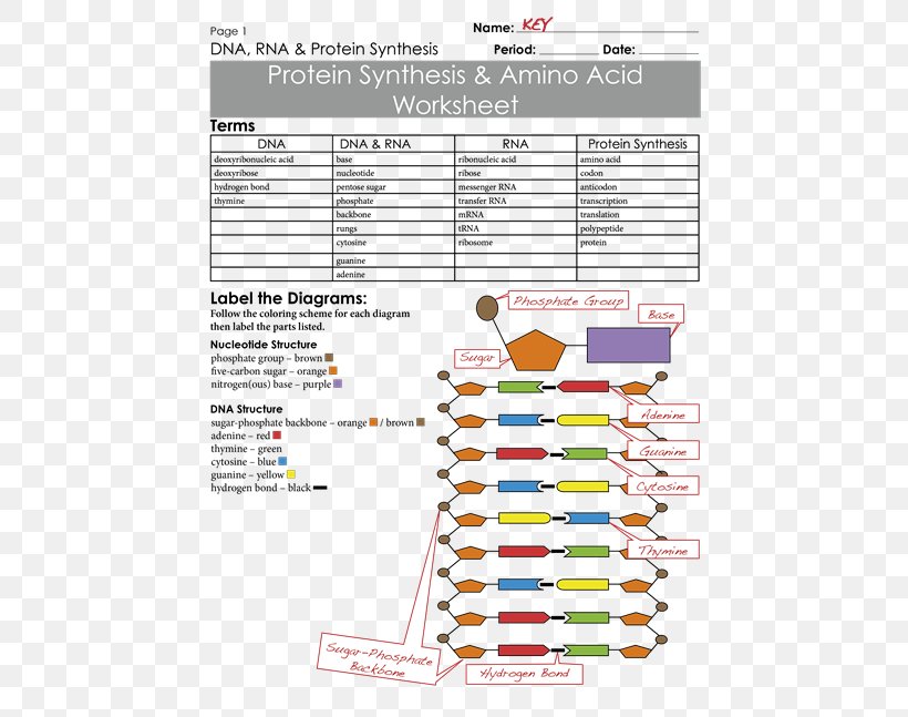 Messenger RNA Protein Biosynthesis Amino Acid Worksheet, PNG, 500x647px, Rna, Acid, Amino Acid, Area, Biology Download Free