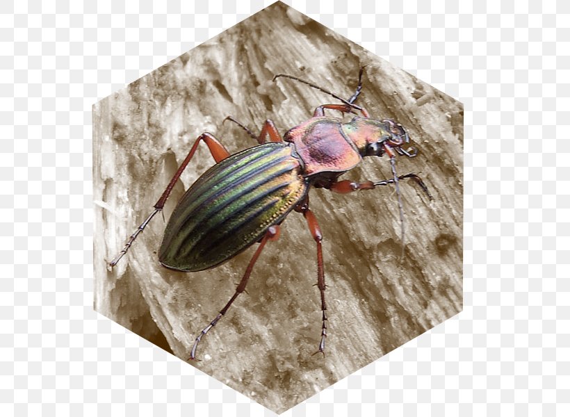 Weevil Insect, PNG, 600x600px, Weevil, Arthropod, Beetle, Insect, Invertebrate Download Free