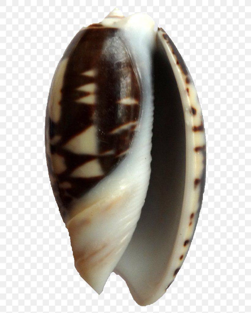Clam Seashell Sea Snail Conchology Shankha, PNG, 768x1024px, Clam, Artifact, Black, Clams Oysters Mussels And Scallops, Color Download Free