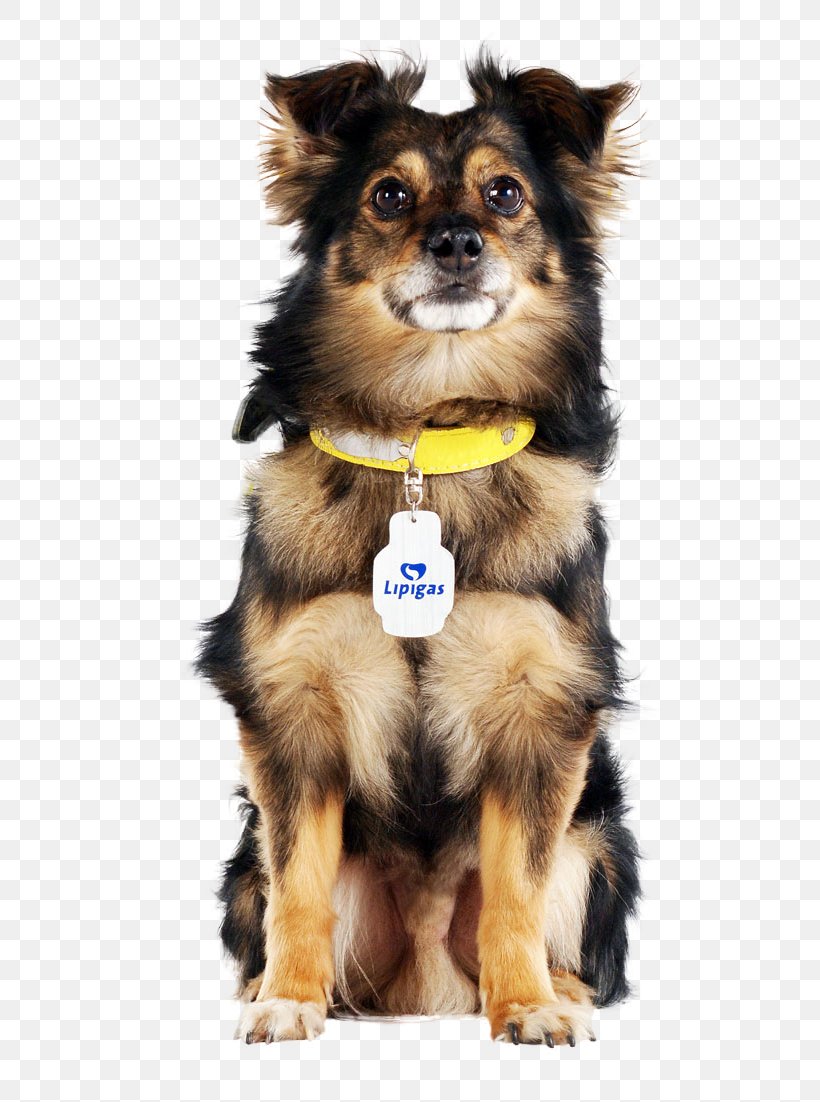 Dog Empresas Lipigas Death Mongrel Pet, PNG, 738x1102px, Dog, Advertising, Carnivoran, Chile, Companion Dog Download Free