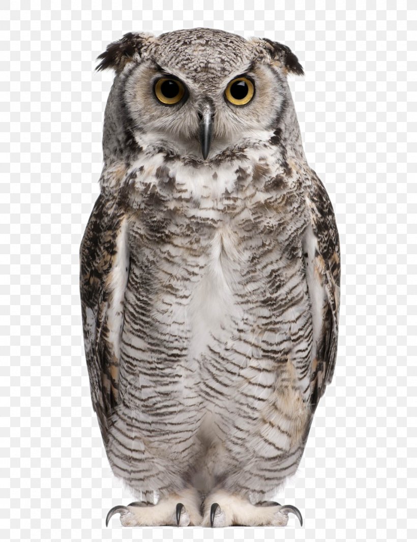 Great Horned Owl Eurasian Eagle-owl Snowy Owl Barn Owl Stock Photography, PNG, 1100x1431px, Great Horned Owl, Barn Owl, Beak, Bird, Bird Of Prey Download Free