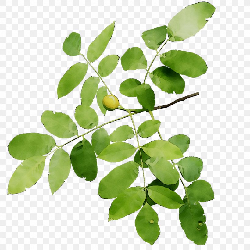 Leaf Plant Stem Plants, PNG, 1126x1126px, Leaf, Branch, Flower, Flowering Plant, Houseplant Download Free