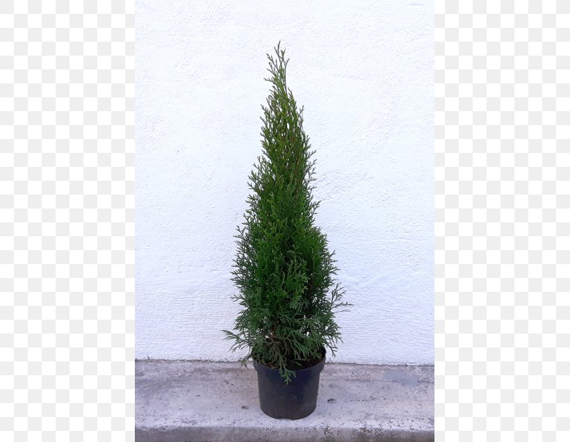 Spruce Arborvitae English Yew Larch Evergreen, PNG, 560x636px, Spruce, Arborvitae, Conifer, Conifers, Cypress Download Free
