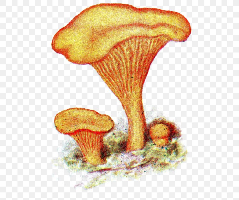 Chanterelle Fungus Mushroom Har Du Sett Herr Kantarell Pileus, PNG, 521x686px, Chanterelle, Amanita, Amanita Virosa, Basidiomycetes, Biological Classification Download Free