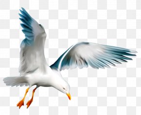 mouette images mouette transparent png free download