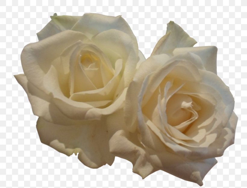 Garden Roses, PNG, 1024x780px, Garden Roses, Cut Flowers, Deviantart, Flower, Flowering Plant Download Free