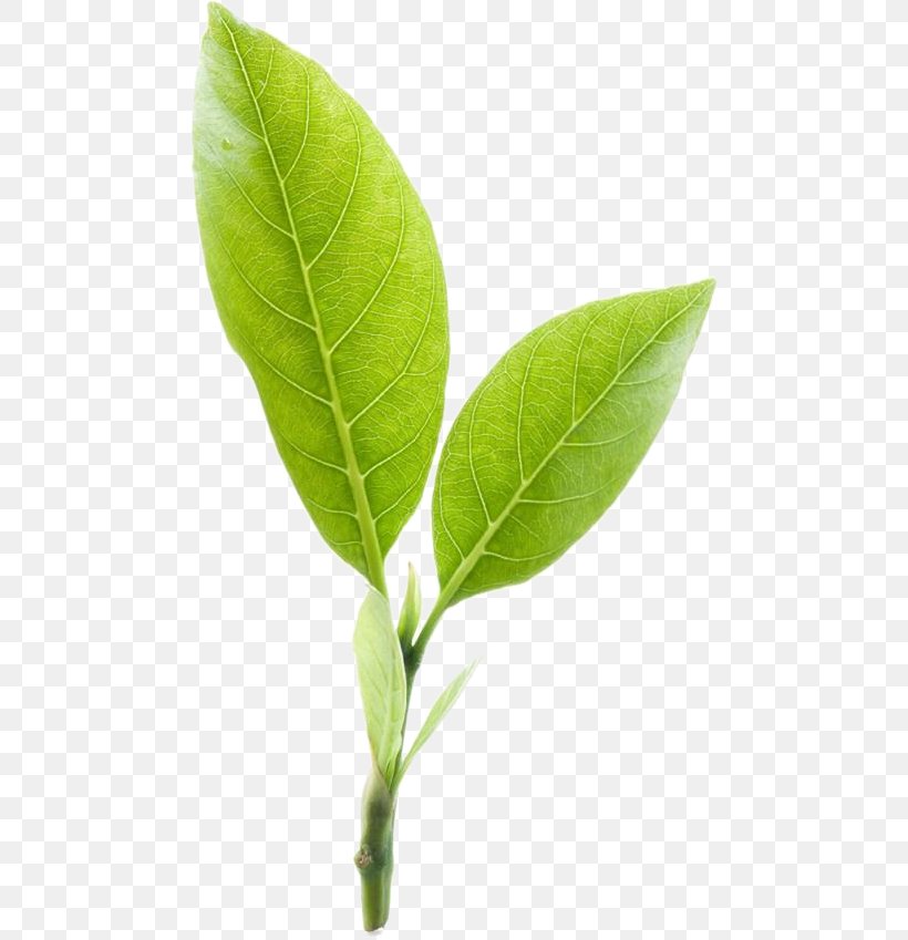 Green Tea Mighty Leaf Tea Company, PNG, 477x849px, Tea, Camellia Sinensis, Coca, Ginger Tea, Green Tea Download Free