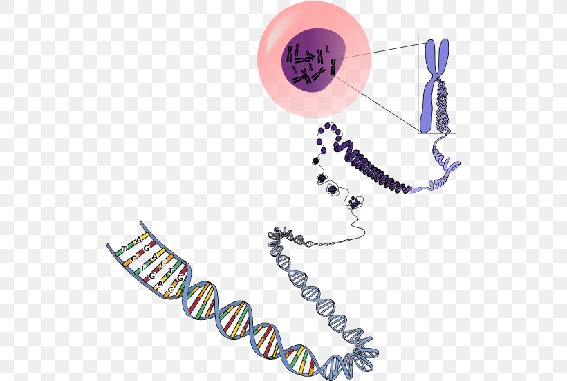 RNA Chromosome Genetics DNA, PNG, 512x551px, Rna, Body Jewelry, Cell, Chromosome, Dna Download Free