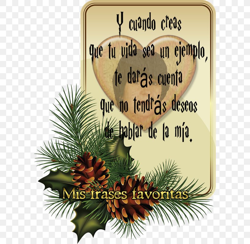 Toy Infant Christmas Ornament Speech Fisher-Price, PNG, 597x800px, Toy, Christmas, Christmas Decoration, Christmas Ornament, Conifer Download Free