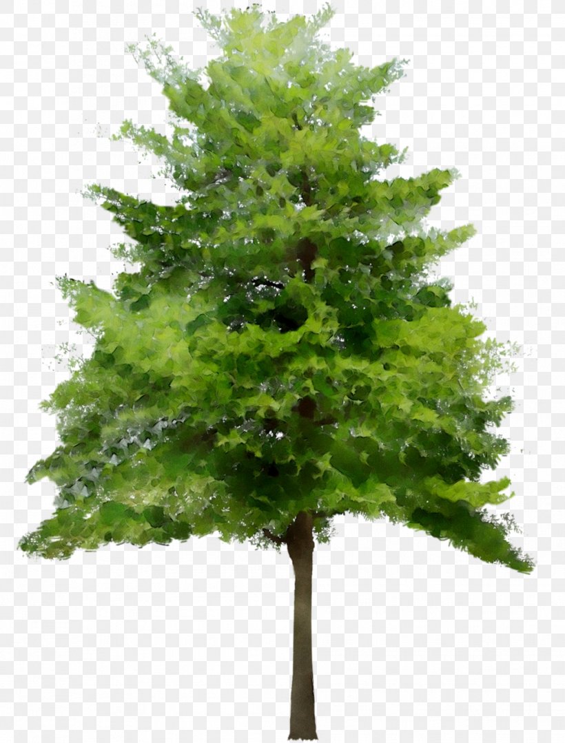 Tree Image Desktop Wallpaper Vector Graphics, PNG, 994x1308px, Tree, American Larch, Balsam Fir, Christmas Tree, Colorado Spruce Download Free