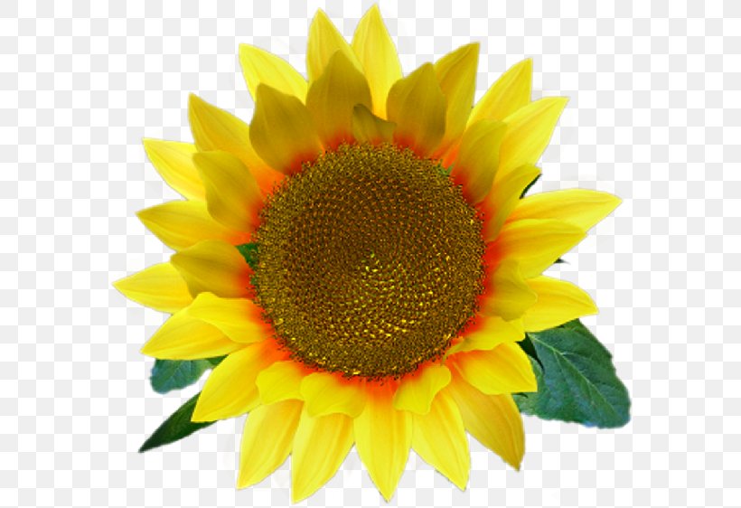 Common Sunflower Desktop Wallpaper Clip Art, PNG, 580x562px, Common Sunflower, Annual Plant, Daisy Family, Display Resolution, Document Download Free