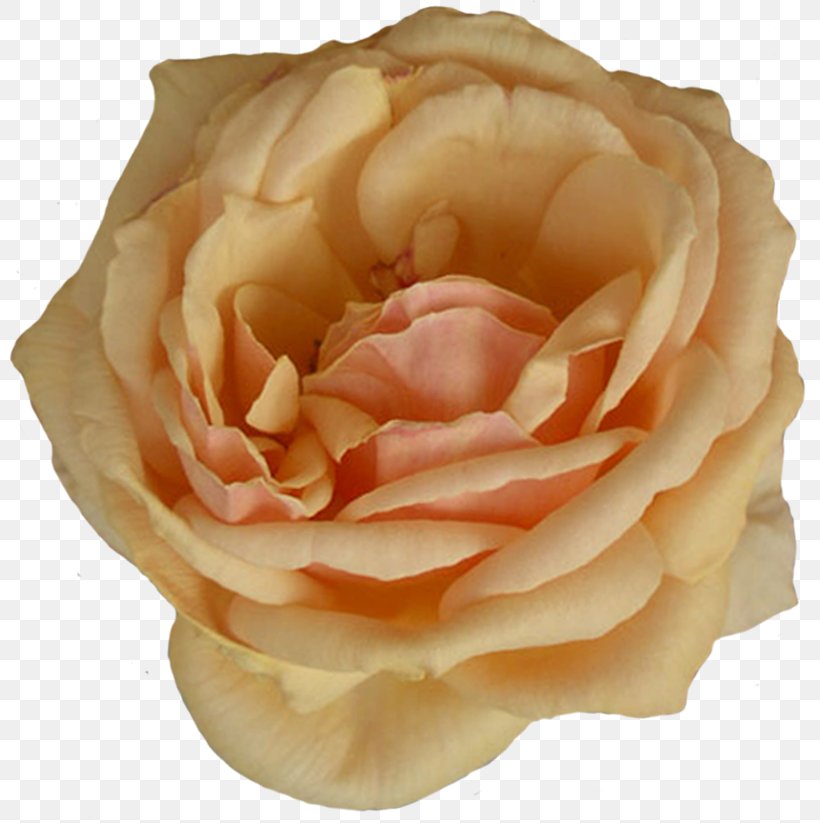 Garden Roses Beach Rose Cut Flowers, PNG, 802x823px, Garden Roses, Beach Rose, Centifolia Roses, Copyright, Cut Flowers Download Free