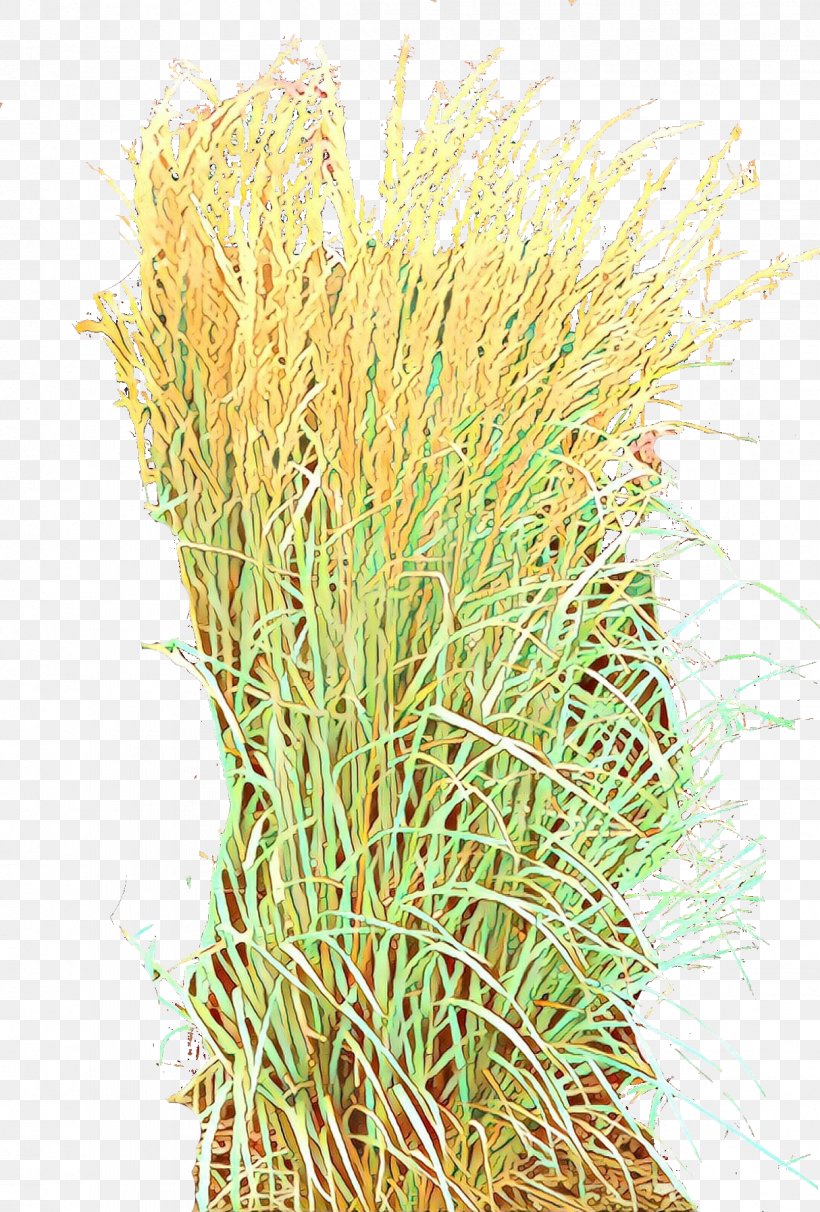 Grass Plant Grass Family Flower Chrysopogon Zizanioides, PNG, 1214x1795px, Grass, Chrysopogon Zizanioides, Flower, Grass Family, Plant Download Free