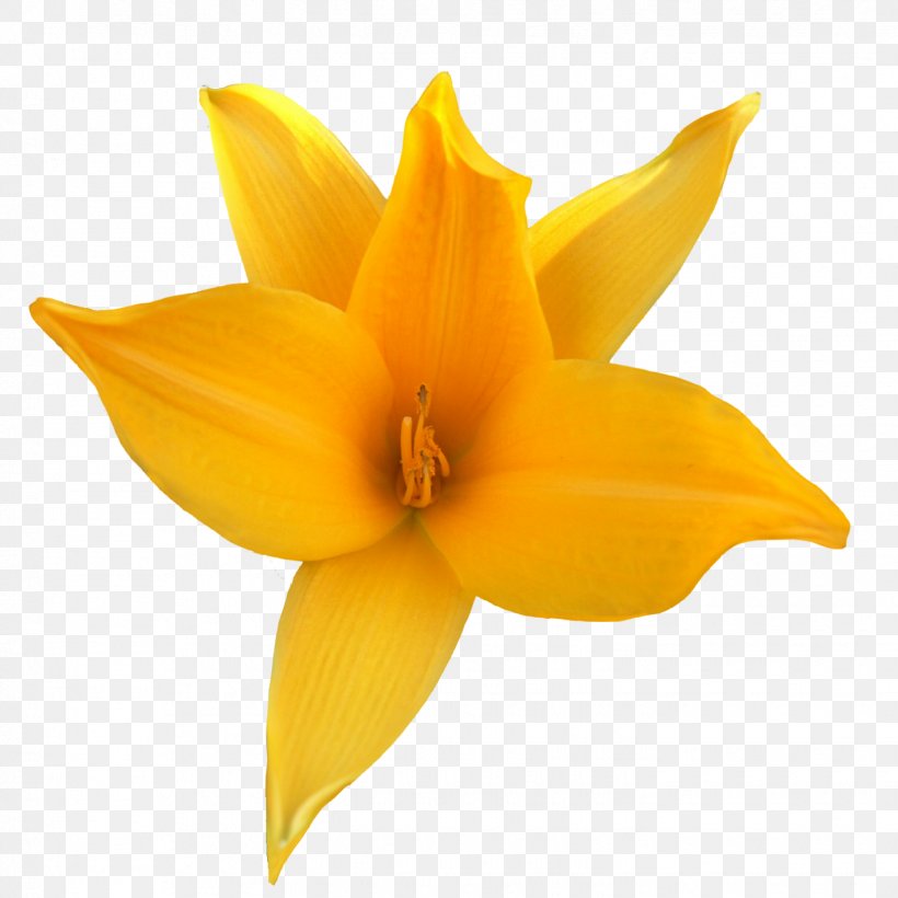 Yellow Cut Flowers Petal Red, PNG, 1425x1425px, Yellow, Blue, Cut Flowers, Daylily, Flower Download Free