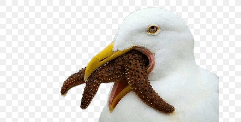 Gulls Bird Starfish Eating Food, PNG, 669x415px, Gulls, Beak, Bird, Bird Nest, Child Download Free