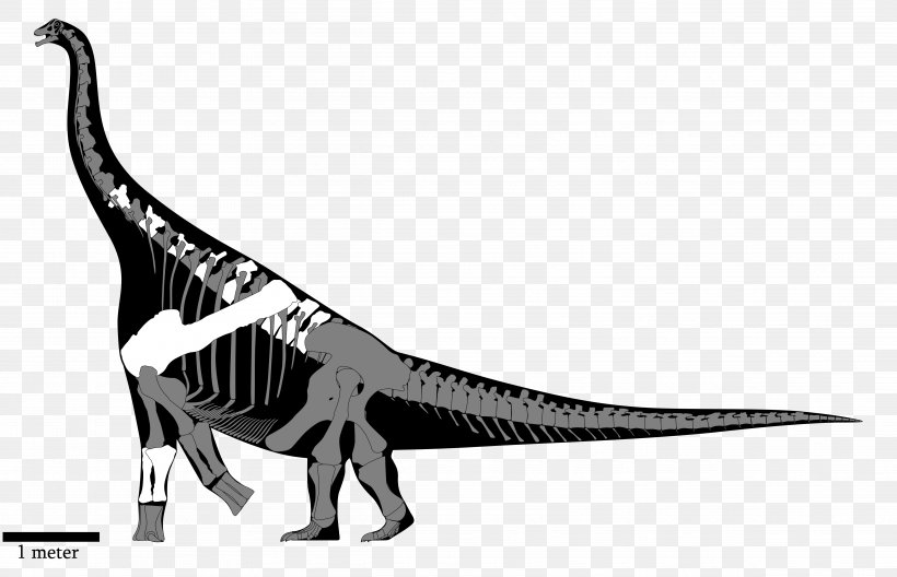 Tyrannosaurus Nemegtosaurus Yongjinglong Alamosaurus Isisaurus, PNG, 4851x3129px, Tyrannosaurus, Alamosaurus, Argentinosaurus, Black And White, Bone Download Free