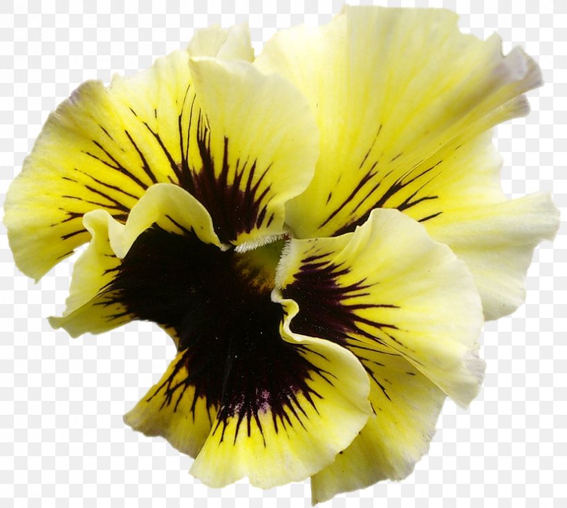 Pansy Archive File RAR Clip Art, PNG, 829x744px, Pansy, Archive File, Closeup, Flower, Flowering Plant Download Free