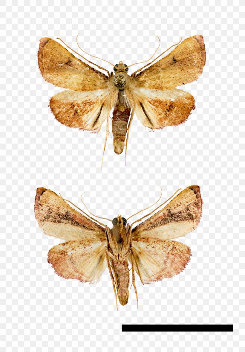 Silkworm Hofmannophila Pseudospretella Butterfly Nymphalidae Moth, PNG, 1114x1600px, Silkworm, Arthropod, Bombycidae, Bombyx Mori, Brush Footed Butterfly Download Free