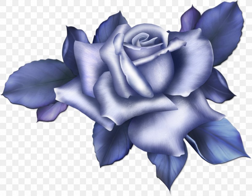 Beach Rose Blue Rose Flower Color, PNG, 1665x1297px, Beach Rose, Blue, Blue Rose, Color, Flora Download Free