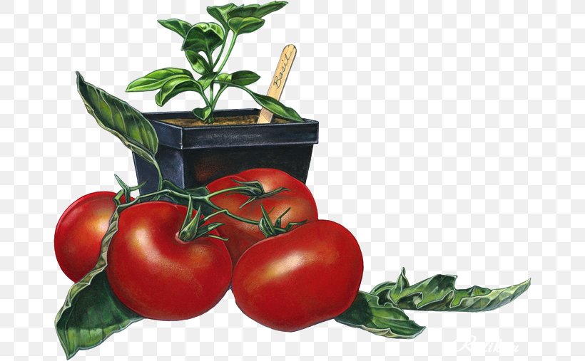 Bush Tomato Tomato Juice Bruschetta Italian Cuisine Mamma DiSalvo's, PNG, 670x507px, Bush Tomato, Bruschetta, Cherry Tomato, Diet Food, Food Download Free