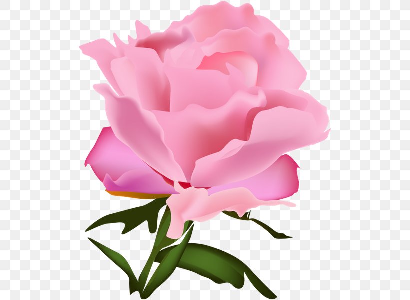 Garden Roses Cabbage Rose Floribunda Carnation Cut Flowers, PNG, 507x600px, Watercolor, Cartoon, Flower, Frame, Heart Download Free