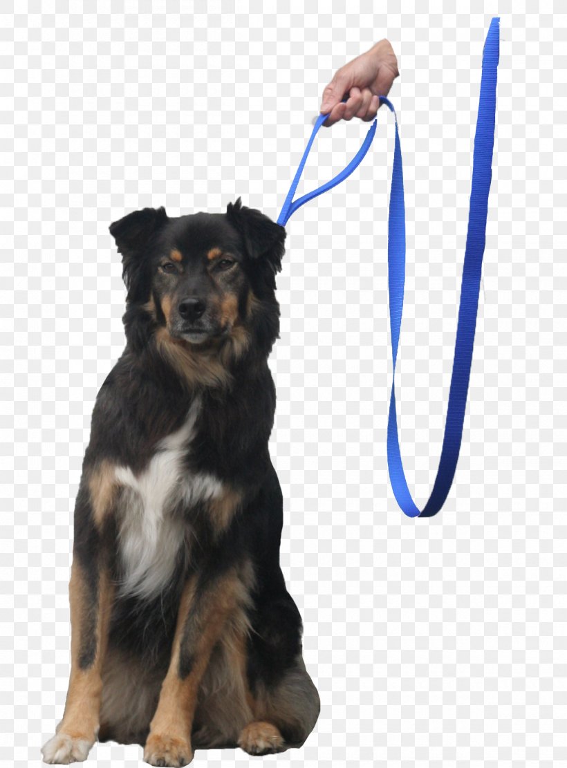 Leash Companion Dog Puppy Obedience Training, PNG, 1200x1627px, Leash, Breed, Carnivoran, Collar, Companion Dog Download Free