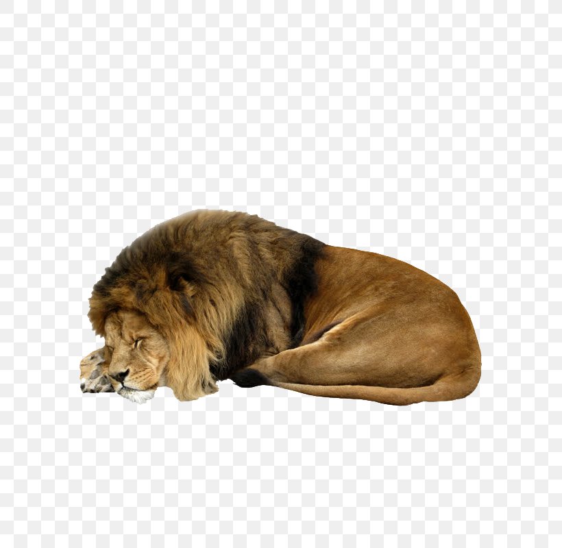 Lion Clip Art, PNG, 800x800px, Lion, Big Cats, Carnivoran, Cat Like Mammal, Fur Download Free