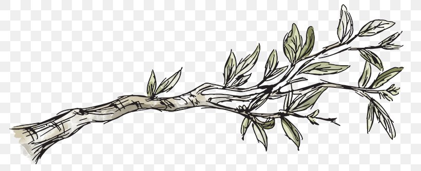 Twig Leaf Plant Stem Weapon Line Art, PNG, 800x333px, Twig, Branch, Cold Weapon, Grass Family, Grasses Download Free