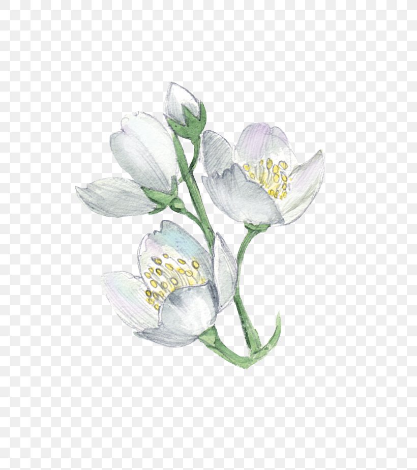 White Flower Plant Illustration, PNG, 731x924px, White, Cut Flowers, Flower, Flowering Plant, Green Download Free