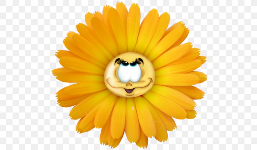 Common Daisy Flower Clip Art, PNG, 640x480px, Common Daisy, Argyranthemum, Calendula, Chrysanthemum, Close Up Download Free