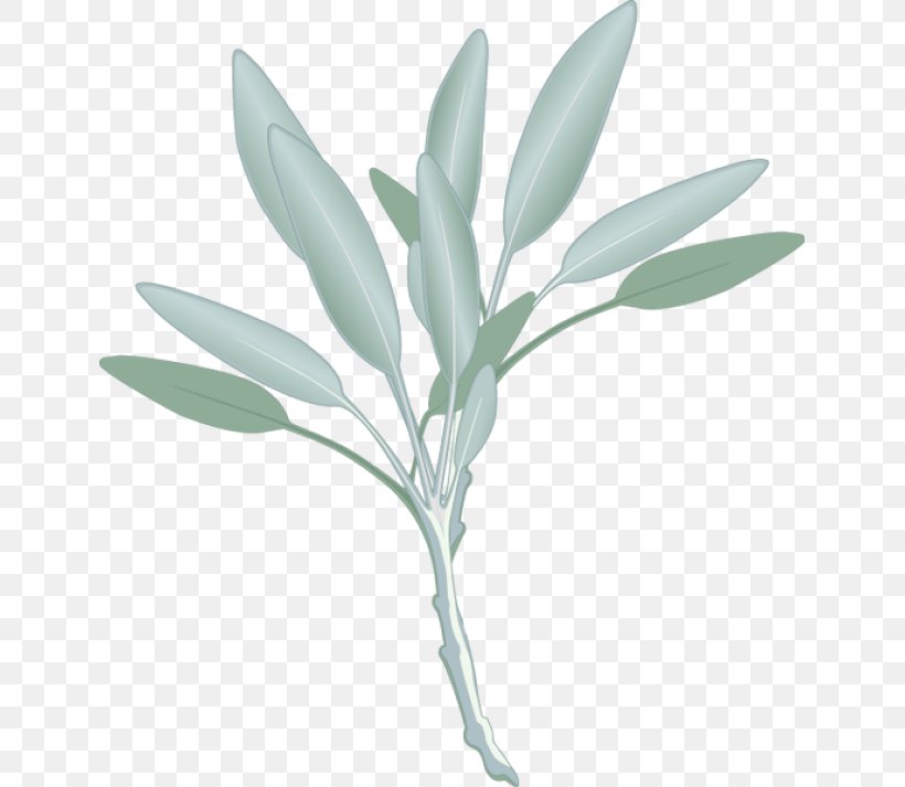 Common Sage Herb Watercolor Painting Clip Art, PNG, 639x713px, Common Sage, Branch, Chervil, Fines Herbes, Flower Download Free