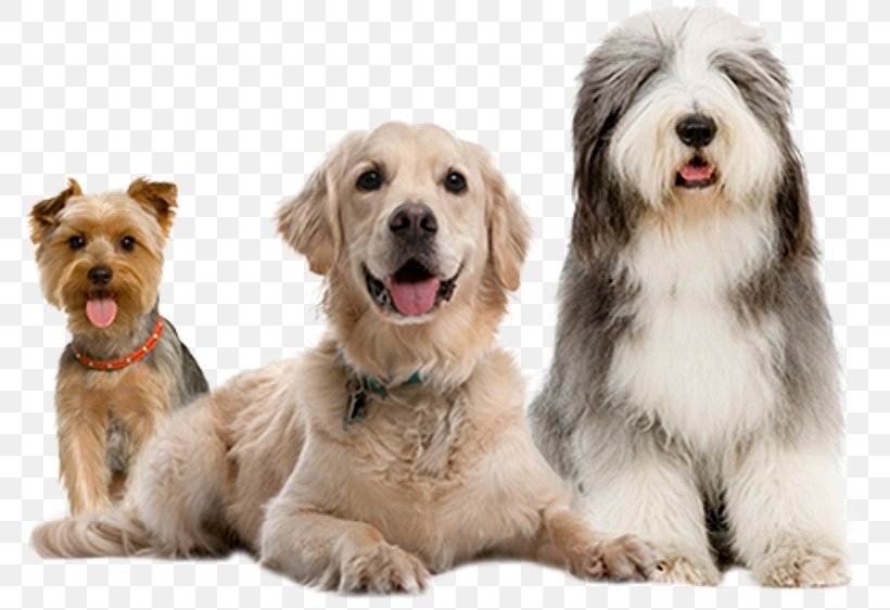 Dog Training Pet Sitting Puppy Cat, PNG, 800x562px, Dog, Bark, Cat, Collar, Companion Dog Download Free