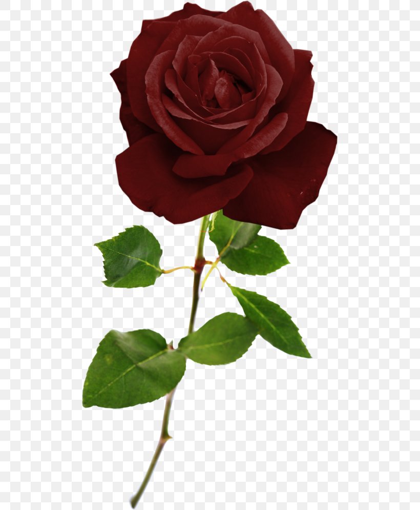 Garden Roses Cabbage Rose Floribunda French Rose Cut Flowers, PNG, 500x995px, 2017, Garden Roses, Advertising, Cabbage Rose, China Rose Download Free