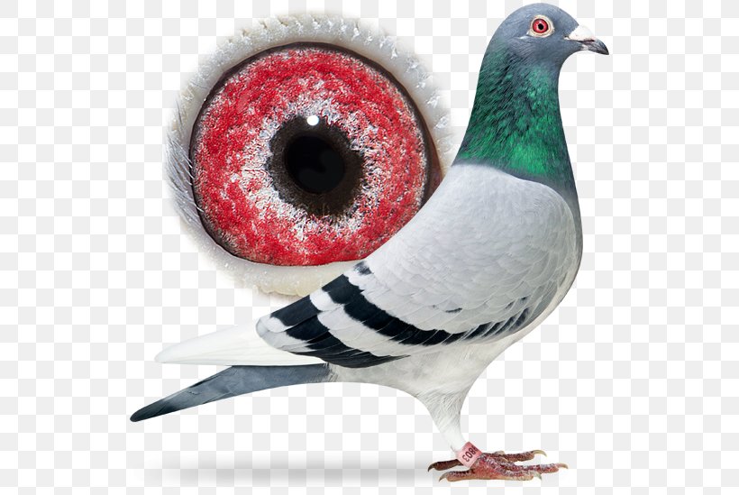 Homing Pigeon Columbidae Pigeon Racing Bird Typical Pigeons, PNG, 556x549px, Homing Pigeon, Aaldering Pigeons, Animal, Beak, Bird Download Free