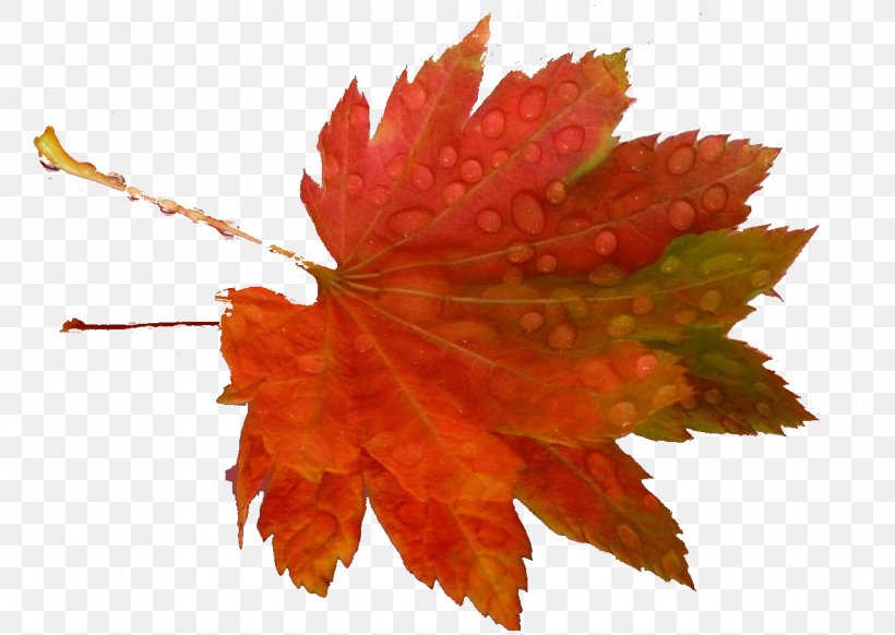 Leaf Clip Art, PNG, 1279x908px, Leaf, Autumn, Digital Image, Email, Liveinternet Download Free