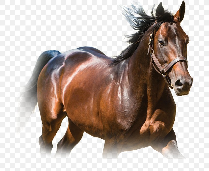 Stallion Mustang Standardbred Mane Mare, PNG, 722x671px, Stallion, American Paint Horse, American Quarter Horse, Animal Figure, Colt Download Free
