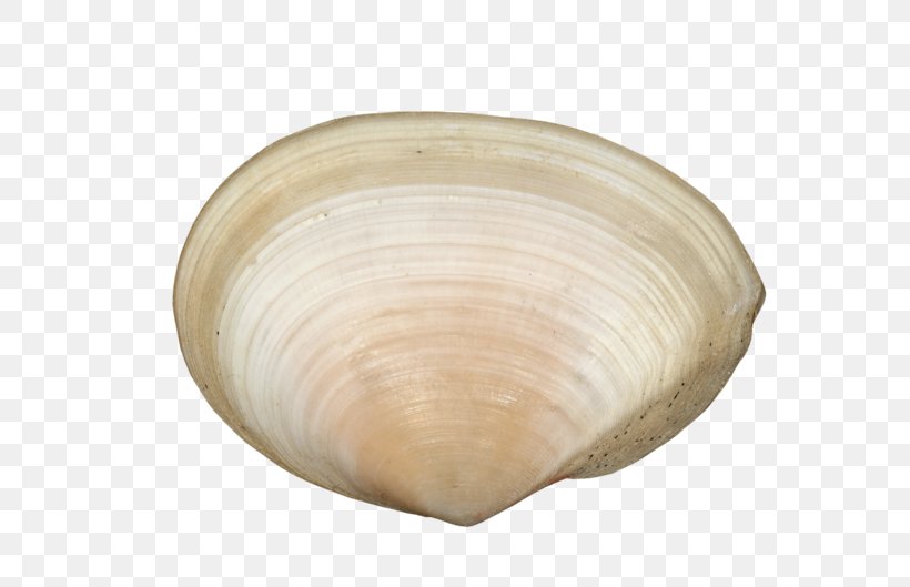 Cockle Veneroida Tableware, PNG, 699x529px, Cockle, Clam, Clams Oysters Mussels And Scallops, Seashell, Tableware Download Free