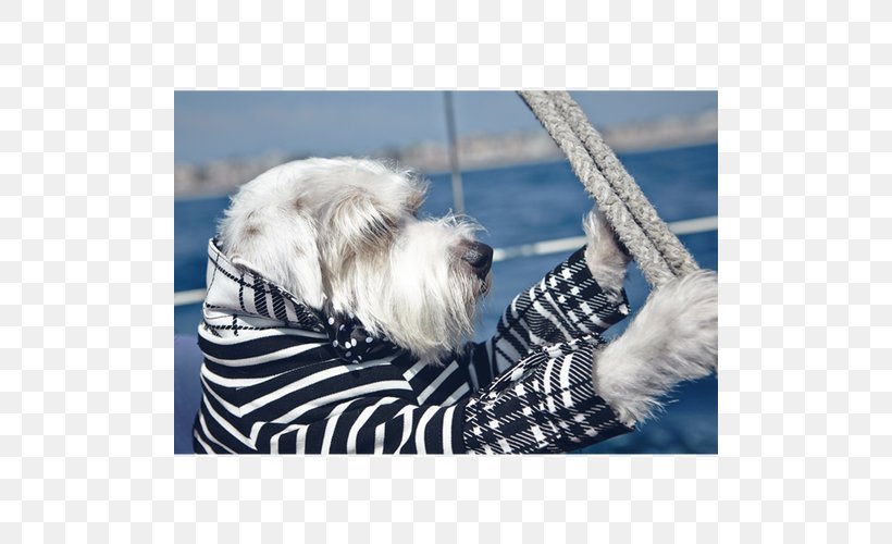 Dog Breed Petit Basset Griffon Vendéen Tibetan Terrier Shih Tzu Bearded Collie, PNG, 500x500px, Dog Breed, Basset Hound, Bearded Collie, Breed, Dog Download Free