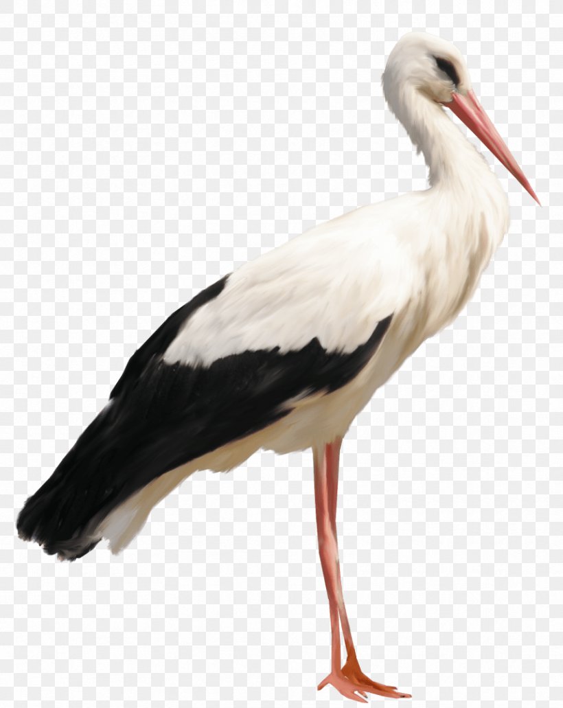 White Stork Icon, PNG, 858x1079px, White Stork, Beak, Bird, Ciconiiformes, Fauna Download Free
