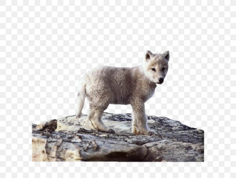 Alaskan Tundra Wolf Coyote Dog Puppy Animal, PNG, 600x619px, Alaskan Tundra Wolf, Animal, Arctic Fox, Aullido, Canis Download Free