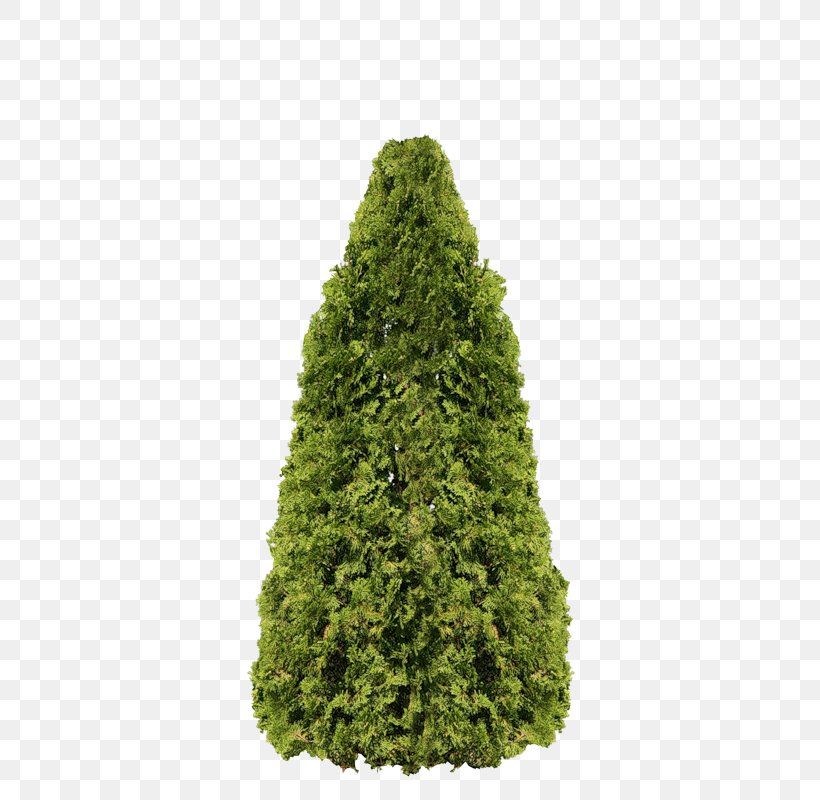 Arborvitae Fir Pine Tree Evergreen, PNG, 533x800px, Arborvitae, Biome, Christmas Tree, Conifer, Conifers Download Free
