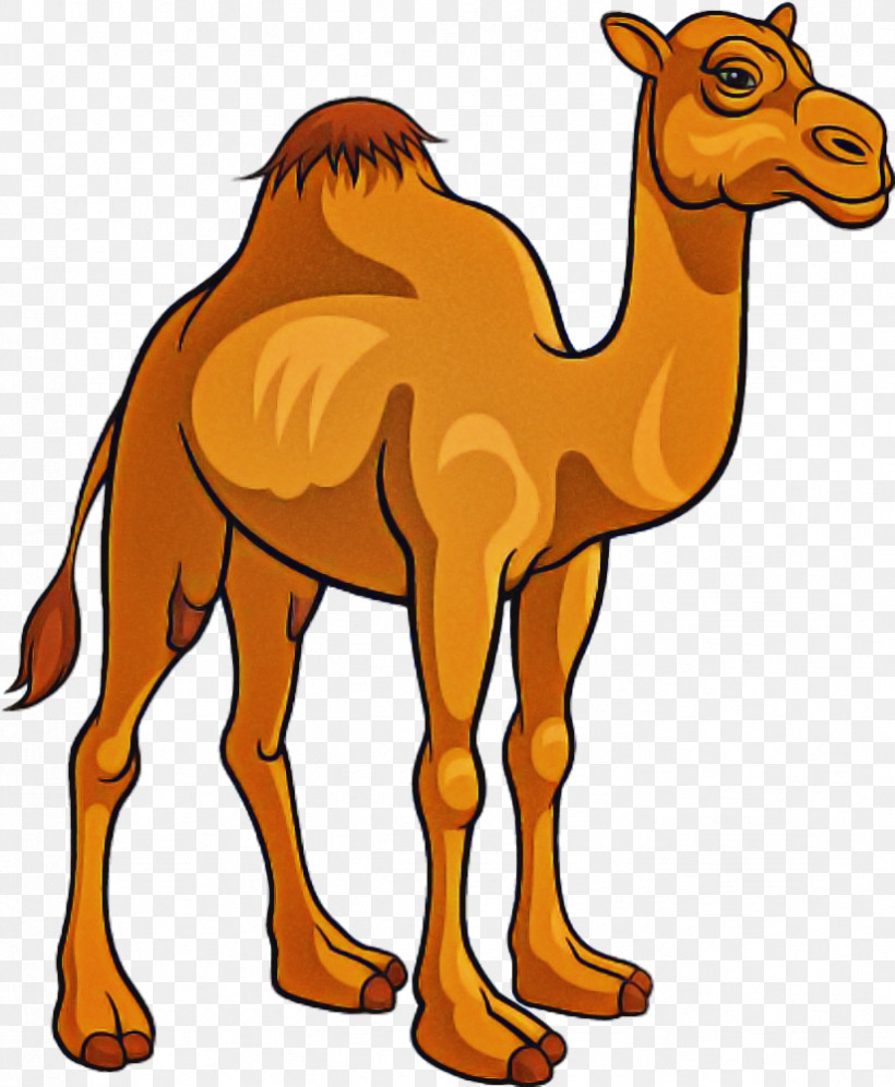 Camel Camelid Arabian Camel Animal Figure Wildlife, PNG, 823x1000px, Camel, Animal Figure, Arabian Camel, Camelid, Cartoon Download Free