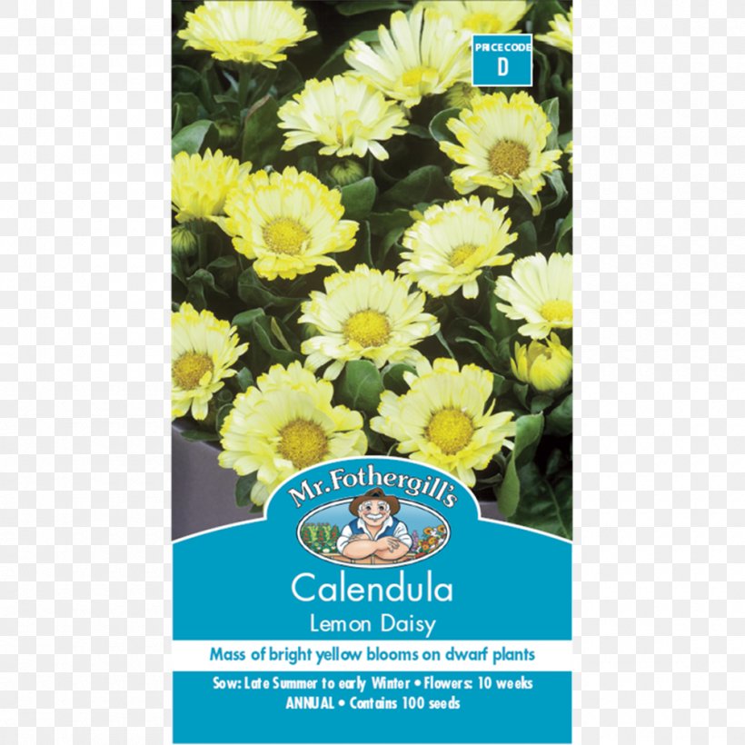 Chrysanthemum Calendula Officinalis Lemon Flower Seed, PNG, 1000x1000px, Chrysanthemum, Calendula Officinalis, Chrysanths, Cut Flowers, Daisy Family Download Free