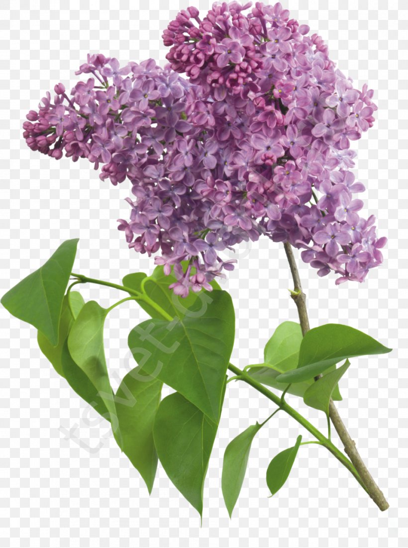 Common Lilac Lavender Violet, PNG, 953x1280px, Common Lilac, Branch, Color, Flower, Flowering Plant Download Free