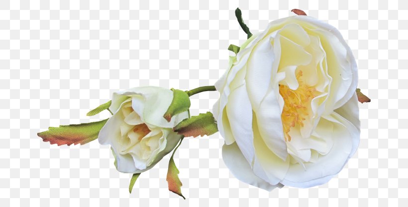 Garden Roses Bud Petal Cut Flowers, PNG, 700x418px, Garden Roses, Bud, Cut Flowers, Depositfiles, Floristry Download Free